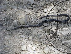 Полоз Эскулапов 002